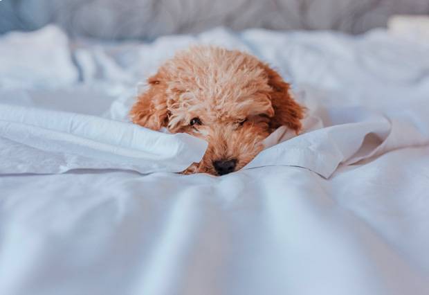 Animali ammessi - Hotel Verdemilia